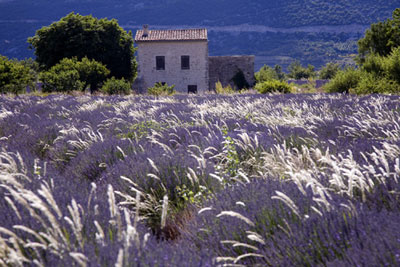 Lavender Home