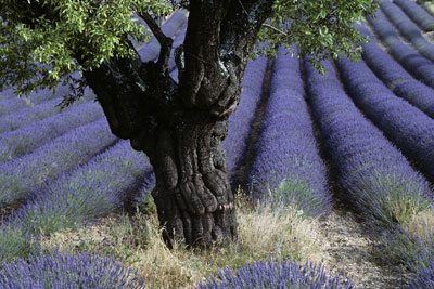 Lone Tree with Lavender