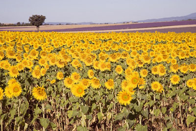 Sunflowers