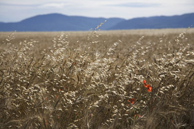 Wild Poppies